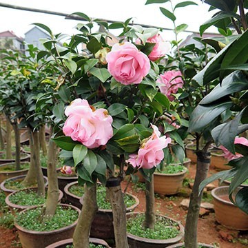 茶花盆栽與油茶嫁接 專業服務，全國承接