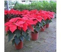 萬年紅花卉企業黃頁 跨界發展，探索蔬菜產業新機遇